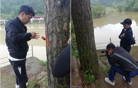 銅鑼寨風景區(qū)加大松材線蟲病防控力度