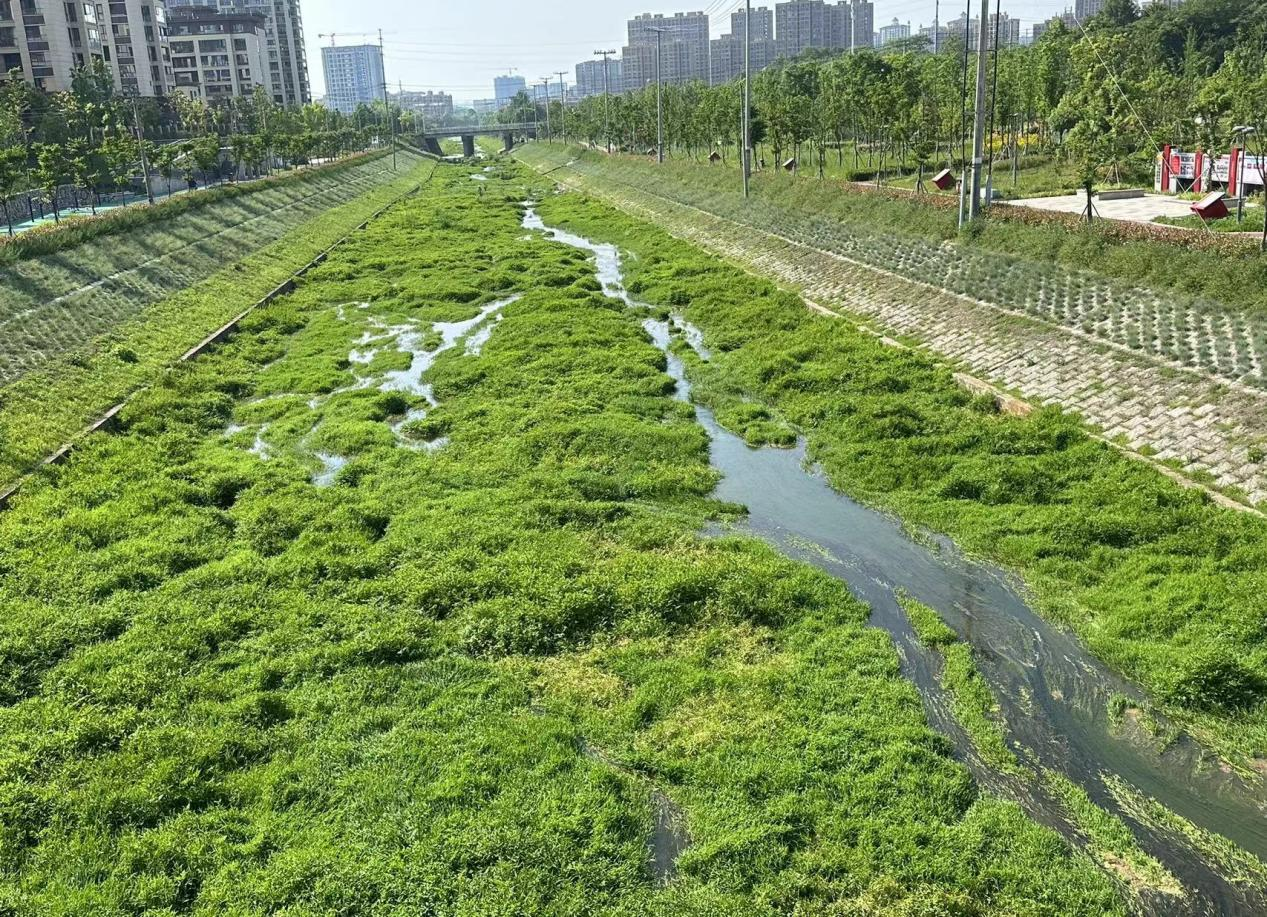 市水利局調(diào)研河湖養(yǎng)護(hù)工作